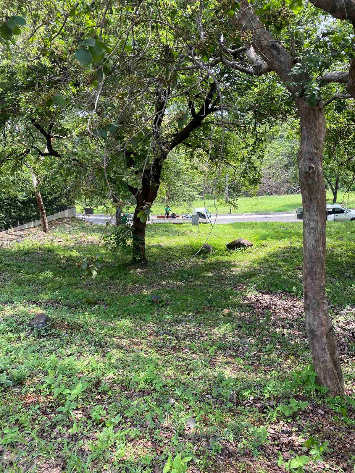 Anvaya Cove Parkway Vistas